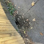 Rodent Issues at 62 Fuller St North Brookline