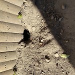 Rodent Issues at 62 Fuller St North Brookline