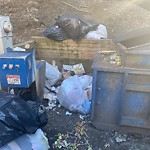 Rodent Issues at 1223 Beacon St