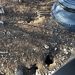 Rodent Issues at 42.34 N 71.12 W