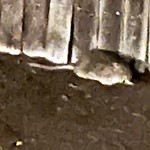 Rodent Issues at 42.35 N 71.13 W