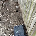 Rodent Issues at 429 Harvard St