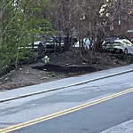 Rodent Issues at 4 Summit Ave