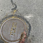 Rodent Issues at 31–55 Toxteth St