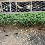 Rodent Issues at 42.33 N 71.12 W