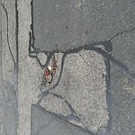 Rodent Issues at 33 Manchester Rd North Brookline