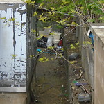 Rodent Issues at 1410 Beacon St Corey Hill