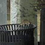 Rodent Issues at Brookline North Brookline Norfolk County