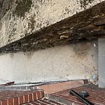 Rodent Issues at 11 Pierce St Brookline Village