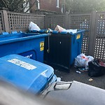 Rodent Issues at 19 Devotion St