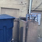 Rodent Issues at 9 Summit Ave