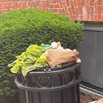 Rodent Issues at 235 Cypress St