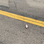 Rodent Issues at 5 Davis Ave