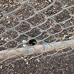 Rodent Issues at 104 Babcock St North Brookline