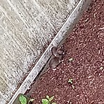 Rodent Issues at 181 High St