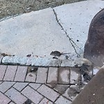 Rodent Issues at 16 Davis Ave