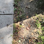 Trash/Recycling at 3 Greenough St