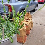 Trash/Recycling at 20 Short St