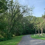 Public Trees at 96 Grove St