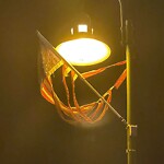 Streetlight at 455 Harvard St