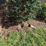 Rodent Issues at 14 Shailer St