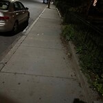 Rodent Issues at 82 Monmouth St