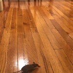 Rodent Issues at 23 Englewood Ave Salisbury Road   Corey Farm