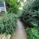 Rodent Issues at 36 Addington Rd