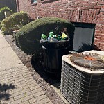 Rodent Issues at 241 Cypress St