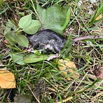 Rodent Issues at 77 Thorndike St