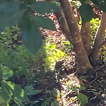 Rodent Issues at 59 Holland Rd Fisher Hill