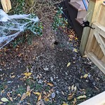 Rodent Issues at 10 Shailer St