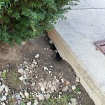 Rodent Issues at 11 Pierce St