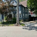 Public Trees at 86 Stedman St North Brookline