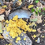 Rodent Issues at 345 Harvard St