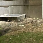 Rodent Issues at 43 Marion St