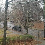 Public Trees at Gardner Path, Brookline 02445