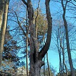 Public Trees at 54 Lagrange St, Chestnut Hill