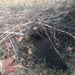 Rodent Issues at 39 Verndale St