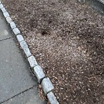 Rodent Issues at 70 Centre St