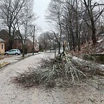 Public Trees at 223–299 Lancaster Terr