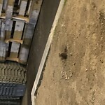 Rodent Issues at 270 Harvard St