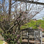 Public Trees at 2 Brookline Pl