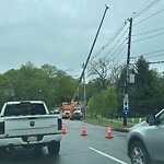 Public Trees at 510–646 Newton St, Chestnut Hill