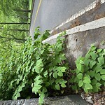 Sidewalk Obstruction at Pond Ave