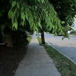 Sidewalk Obstruction at 4 Larkin Rd, Chestnut Hill