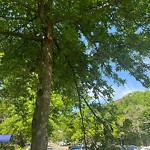 Public Trees at 1575 Beacon St