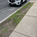 Public Trees at 45 Stearns Rd