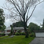 Public Trees at 238 Eliot St, Chestnut Hill