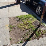 Public Trees at 599 Brookline Ave